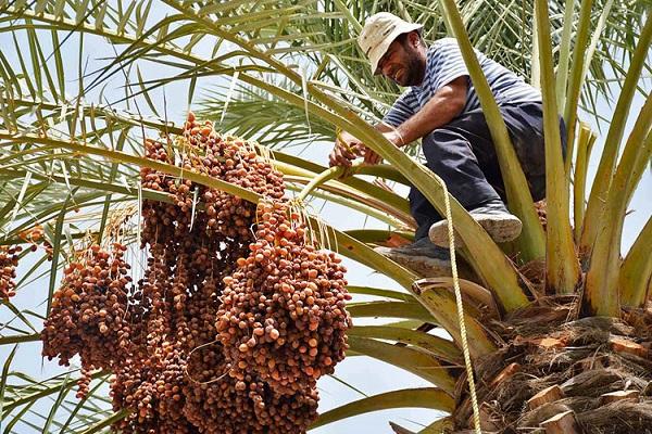 پیش بینی برداشت ۸ هزار تن خرما در شهرستان بافق