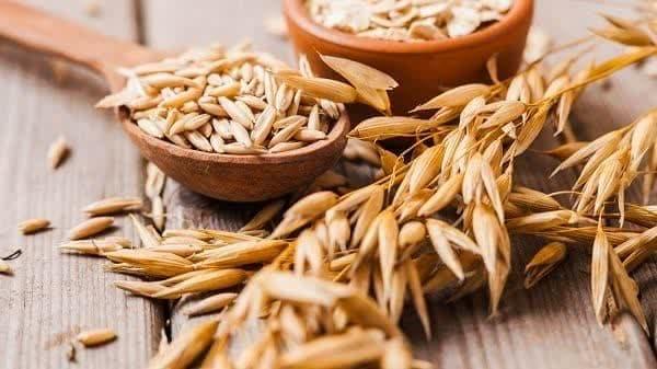 کاشت ۵ هکتار تریتیکاله در اراضی کشاورزی شهرستان های یزد ، خاتم و ابرکوه
