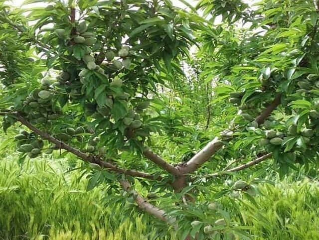 اولین باغ مقایسه‌ای ارقام جدید کشت بافتی در کشور