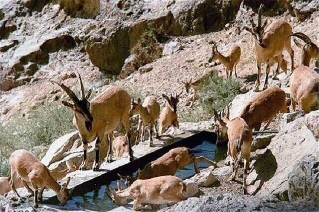 بارشهای سیل‌آسای فصلی در برخی مناطق نیز موجب تخریب چشمه‌های موجود در طبیعت شده است