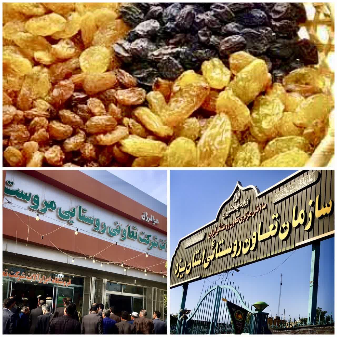 آغاز خرید توافقی محصول کشمش تولیدی مازاد کشاورزان شهرستان مروست