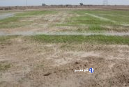 تنش ماندابی؛ چالشی جدی برای محصولات پاییزه