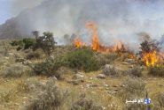 آتش‌سوزی گسترده در ارتفاعات دشتستان ادامه دارد/درخواست نیرو از شهرستان‌های همجوار