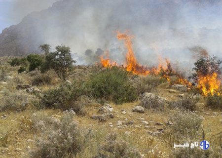 آتش‌سوزی گسترده در ارتفاعات دشتستان ادامه دارد/درخواست نیرو از شهرستان‌های همجوار