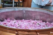 آغاز به کار جشنواره ملی گلابگیری و سوغات در کرج+فیلم