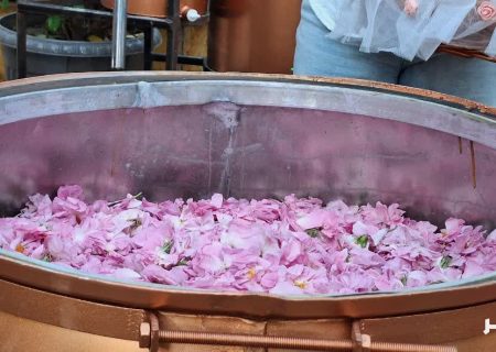 آغاز به کار جشنواره ملی گلابگیری و سوغات در کرج+فیلم