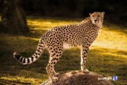 ارتباطات و فناوری اطلاعات سمنان به مدد حفاظت از یوزپلنگ می‌آید + فیلم