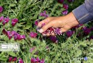 افزون بر هفت هزار هکتار طرح گیاهان دارویی در خراسان‌شمالی هدف‌گذاری شد