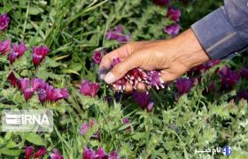 افزون بر هفت هزار هکتار طرح گیاهان دارویی در خراسان‌شمالی هدف‌گذاری شد