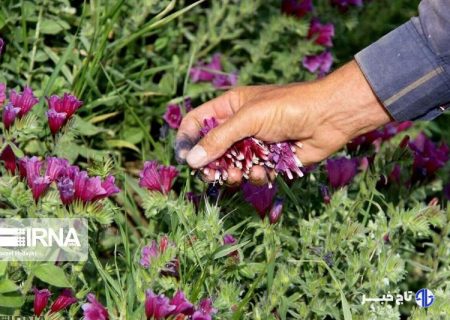 افزون بر هفت هزار هکتار طرح گیاهان دارویی در خراسان‌شمالی هدف‌گذاری شد
