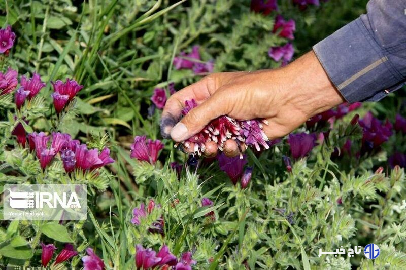 افزون بر هفت هزار هکتار طرح گیاهان دارویی در خراسان‌شمالی هدف‌گذاری شد
