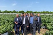 تکاپو برای تجاری‌سازی کشت «بلوبری» در ساری