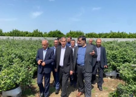 تکاپو برای تجاری‌سازی کشت «بلوبری» در ساری