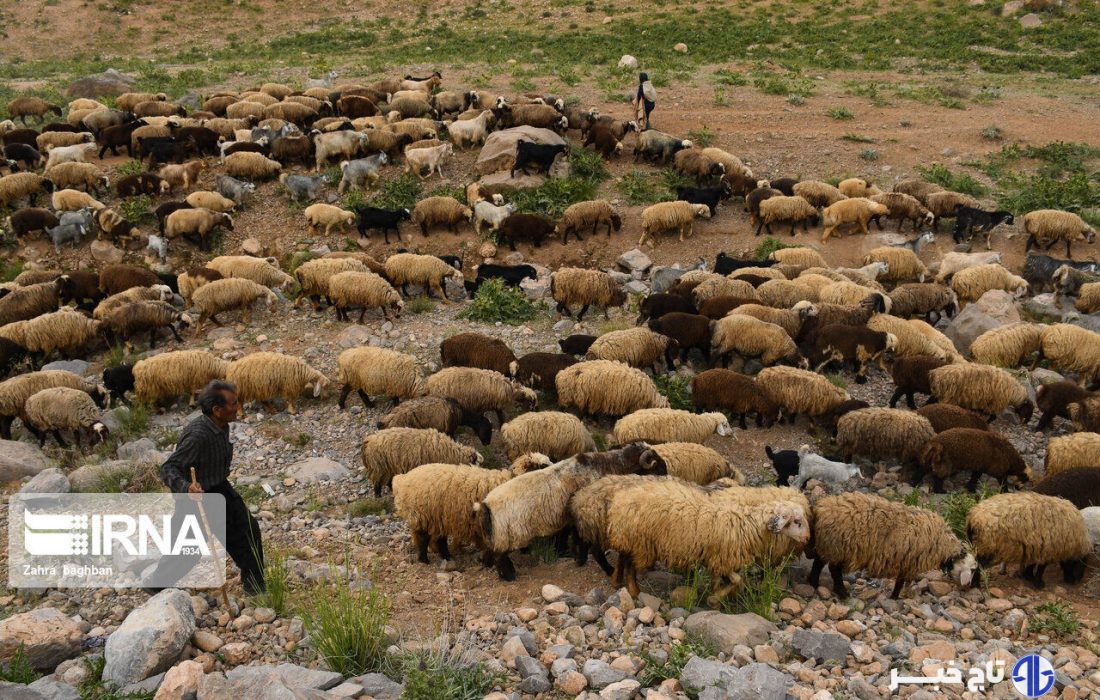 خراسان شمالی خواستار اصلاح ساختار بازار نهاده و شیر خام شد