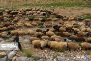 خراسان شمالی خواستار اصلاح ساختار بازار نهاده و شیر خام شد