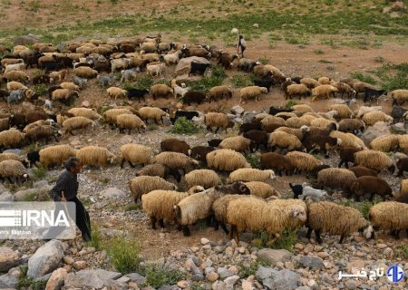 خراسان شمالی خواستار اصلاح ساختار بازار نهاده و شیر خام شد