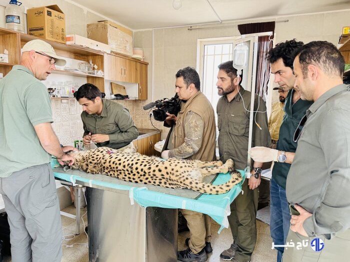 خوشخبریها در سالروز یوزپلنگها؛ «فیروز» سرحال و قبراق است + عکس