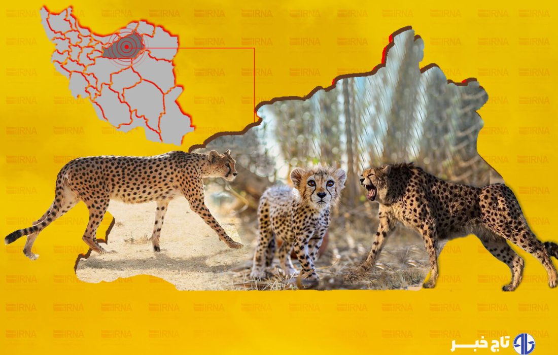 خوش‌خبری‌ها در سالروز یوزپلنگ‌ها؛ «فیروز» سرحال و قبراق است + عکس