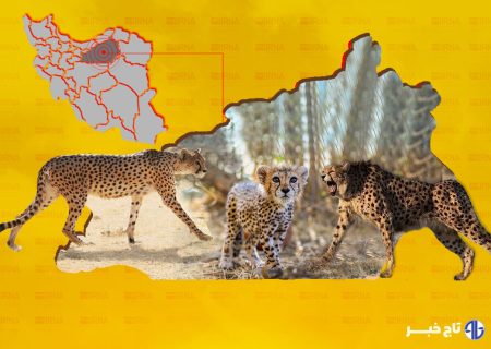 خوش‌خبری‌ها در سالروز یوزپلنگ‌ها؛ «فیروز» سرحال و قبراق است + عکس