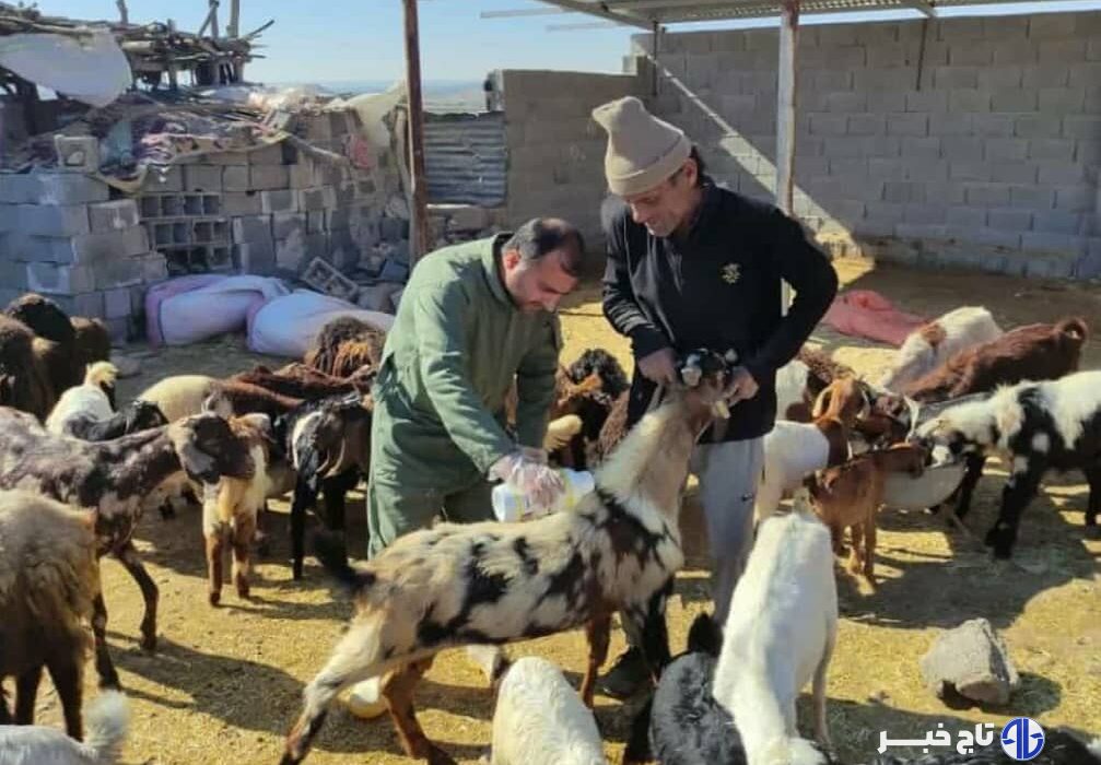 دامپزشکی بوشهر نسبت به شیوع بیماری تب کریمه کنگو هشدار داد