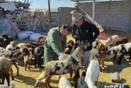 دامپزشکی بوشهر نسبت به شیوع بیماری تب کریمه کنگو هشدار داد