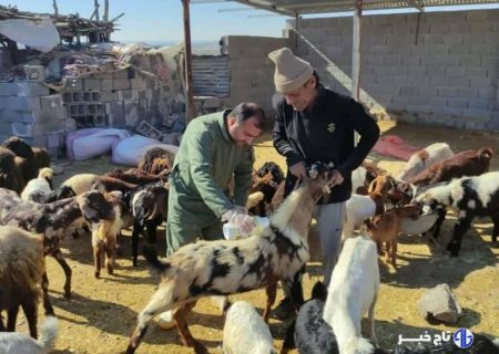 دامپزشکی بوشهر نسبت به شیوع بیماری تب کریمه کنگو هشدار داد