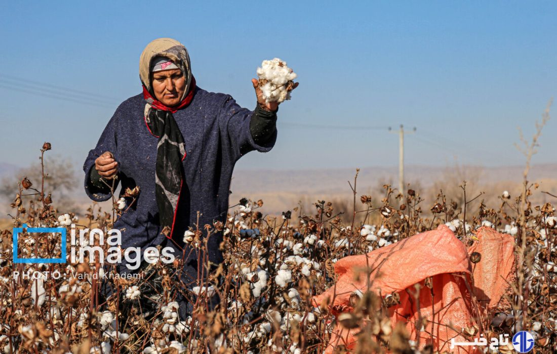 رئیس کمیسیون کشاورزی: احیای پنبه و زراعت چوب کلید توسعه گلستان است
