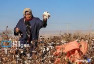 رئیس کمیسیون کشاورزی: احیای پنبه و زراعت چوب کلید توسعه گلستان است