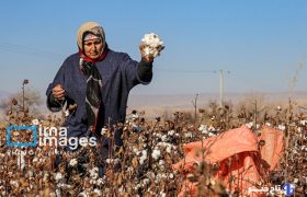 رئیس کمیسیون کشاورزی: احیای پنبه و زراعت چوب کلید توسعه گلستان است