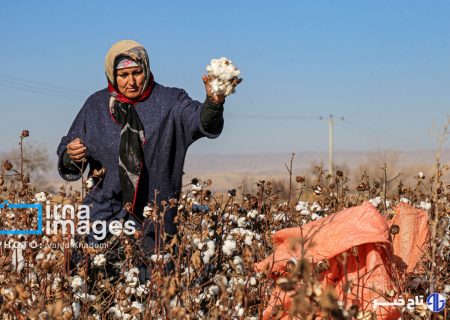 رئیس کمیسیون کشاورزی: احیای پنبه و زراعت چوب کلید توسعه گلستان است