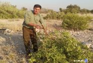 رفع تصرف بیش از هزار هکتار اراضی ملی در گچساران