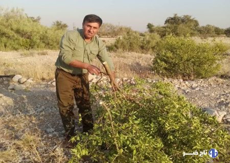 رفع تصرف بیش از هزار هکتار اراضی ملی در گچساران
