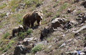 فیلم/ خرس قهوه ای در شکار دوربین محیط‌ بانان خراسان‌شمالی