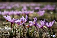 کاشت محصولات پر آبخواه در استان یزد متوقف شد