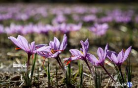 کاشت محصولات پر آبخواه در استان یزد متوقف شد