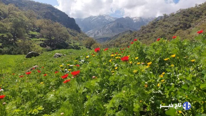 کهگیلویه وبویراحمد به وقت بهار؛چشم نوازی طبیعت سحر انگیزش تا آبشارهای مفرح