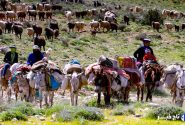 کوچ بهاری عشایر گلستان؛ بازگشت به ییلاقات زادگاه