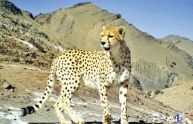 یوزپلنگ تازه‌شناسایی‌شده در توران سمنان سه‌ساله و فرزند «هلیا» است