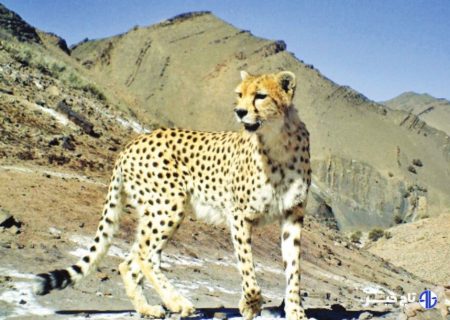 یوزپلنگ تازه‌شناسایی‌شده در توران سمنان سه‌ساله و فرزند «هلیا» است