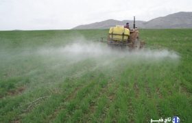 ۴۹ هزار هکتار از زمین‌های زراعی قروه علیه آفت سن سمپاشی شد