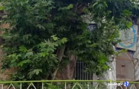 ثبت درخت کهنسال شاندیز در فهرست میراث طبیعی کشور
