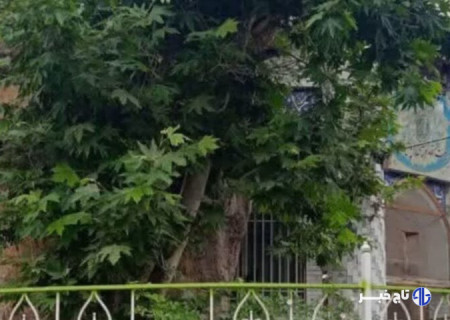 ثبت درخت کهنسال شاندیز در فهرست میراث طبیعی کشور