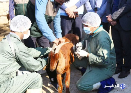 حراست از سرمایه دامی استان  بوشهربا دقت و انسجام ادامه دارد