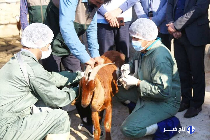 حراست از سرمایه دامی استان  بوشهربا دقت و انسجام ادامه دارد
