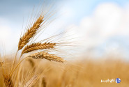 خرید تضمینی گندم در البرز  آغاز شد