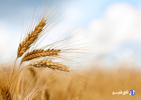 خرید تضمینی گندم در البرز  آغاز شد