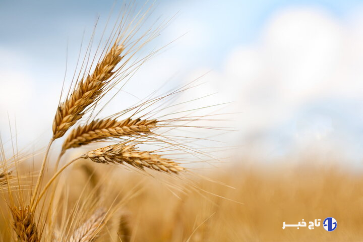 خرید تضمینی گندم در البرز  آغاز شد