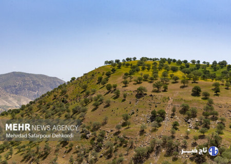 وجود ۹۷ ذخیره‌گاه جنگلی در لرستان