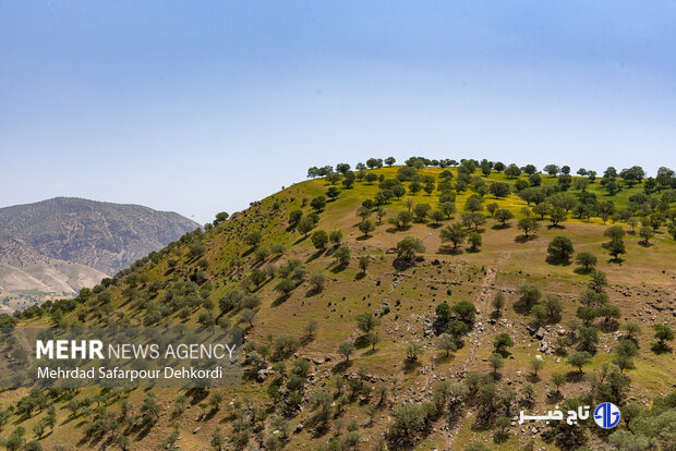 وجود ۹۷ ذخیره‌گاه جنگلی در لرستان
