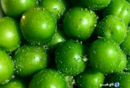 ۴۶۰ هکتار از باغات شهرستان تبریز به کشت آلوچه و گوجه سبز اختصاص دارد